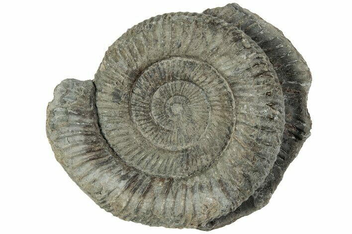 Ammonite (Dactylioceras) Fossil - England #223847